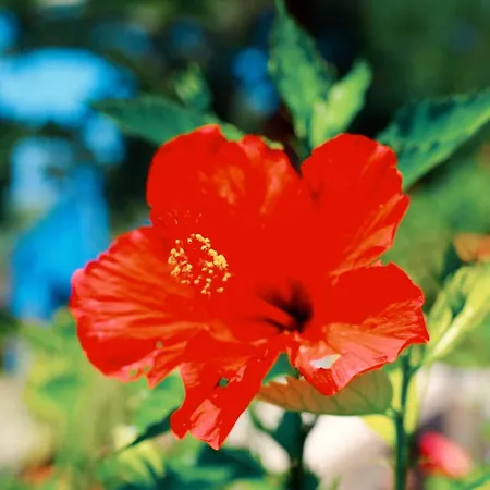 Apartamento Almond Village *