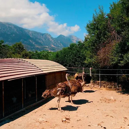 Almond Village 公寓 凯里尼亚