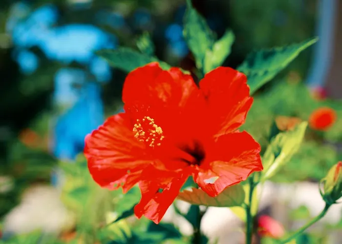 アパート Almond Village *